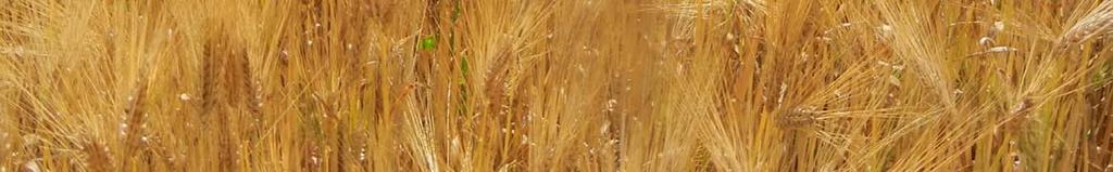 Montana Wheat & Barley