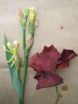 Bearded Iris (Iris sp.