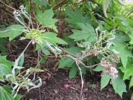 (Hydrangea quercifolia): phenoxy
