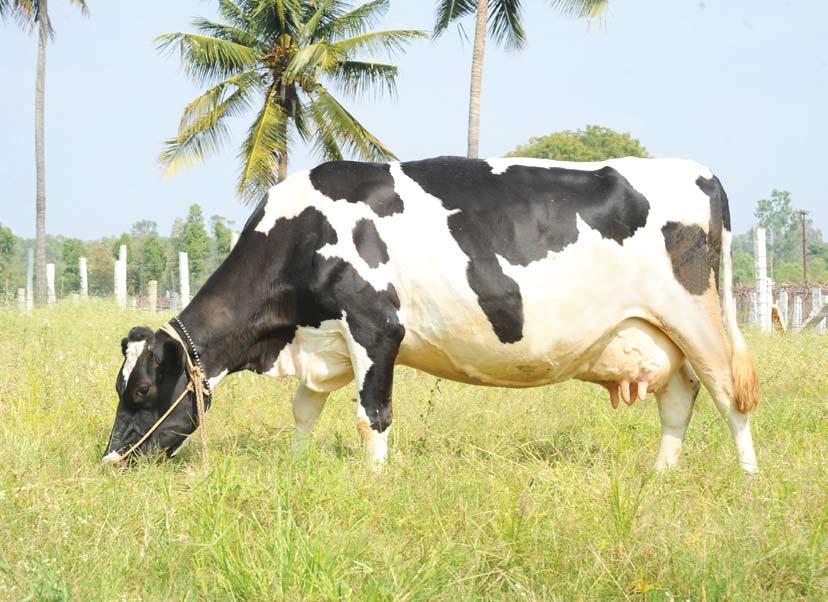 Part III : Cattle and buffalo Breeds Karnataka has six indigenous cattle breeds of which the Deoni cattle breed is the only dual breed.