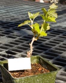 Propagated Plants (MPPs) Available at FPS Spring to Fall Grow MPP; continuously take cuttings and root (10 to 30 possible) Plant 10 to 20 vines in Increase Block,(IB) Grow IB vines Winter Spring
