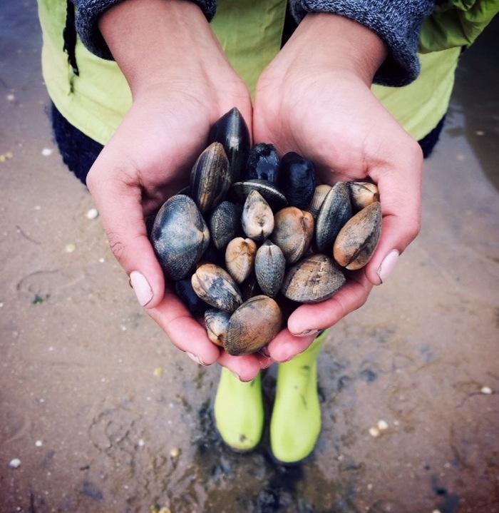 A unique local experience, an opportunity to spend the day with a local clam picker on his daily clam picking tasks.