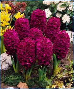 50 Fragrant Double Hyacinth Isabelle Double hyacinths have a much fuller, richer appearance with each floret having a second floret flowering out of it.