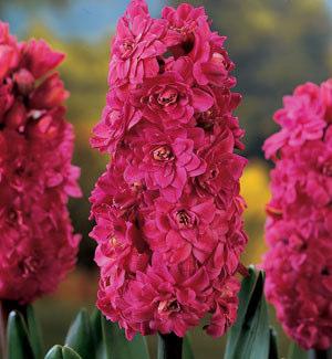 50, 10/$24 Asiatic Lily Lollypop Cranberry-red petal tips blend to white toward each flower's center with a sprinkling of just a few spots.