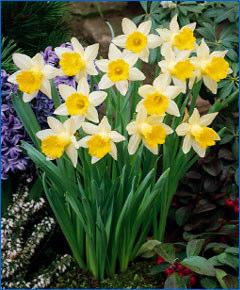 Page 4 Page 15 Narcissus King Alfred Jumbo Bulbs Registered in 1899, the classic King Alfred narcissus is the
