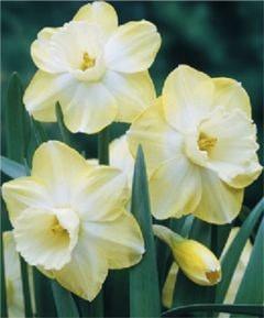 cylindrical, frilled cup of vivid yellow with a slightly paler base. Bulb size: 10/12 cm. April. 5" to 6".