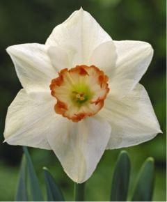 50, 20/$8 Narcissus Audubon A Grant Mitsch hybrid, Audubon has a perfectly formed, well-overlapping, 4 perianth