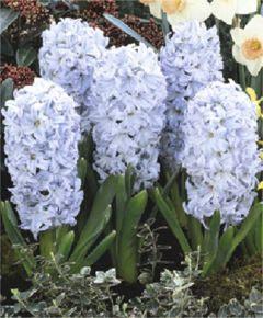75 Fragrant Hyacinth Jan Bos Circa 1910, this bright, spirea-red awardwinner has more slender flowers than