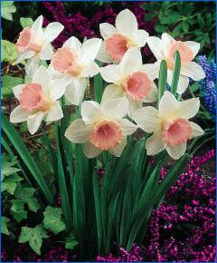 50 Narcissus Pink Charm This charmer has an ivory-white perianth and a flared, trumpet-shaped cup of ivory, to
