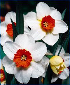 Page 6 Page 13 Narcissus Sinopel About 3" across, Sinopel has a perfect, ivory-white perianth and a shallow,