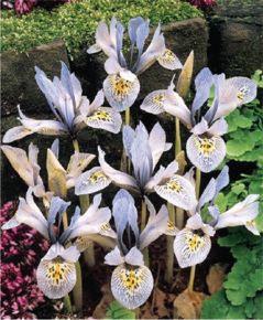 50 Dwarf Dutch Iris Histrioides Katherine Hodgkin This award-winner has blue-green standards and yellowish-green