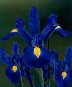 50, 20/$23 Dwarf Dutch Iris Reticulata Clariette This award-winner has sky-blue standards and dark purple-blue