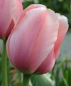 marble-pink petal edges. Bulb size: 12 cm/up. Late April to May. 20" to 22.