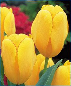 50 each, 5/$7, 10/$12 Tulip Jewel of Spring Darwin Hybrid One of the most highly decorated tulips of all time,
