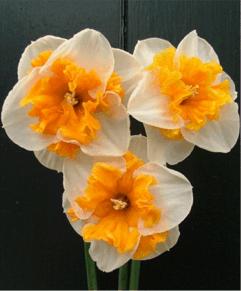 50 each, 5/$6, 10/$10 Narcissus Bulbocodium Conspicuus Syn: Yellow Hoop Petticoat.