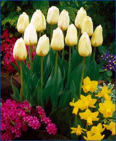 small, creamy-white flowers with gentle, yellow flecks. Bulb size: 14/16 cm. May. 14" to 16". HZ: 4-8.