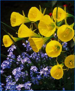 Narcissus Jonquilla Simplex Circa 1750, this late-flowering, fragrant species has numerous, golden-yellow flowers