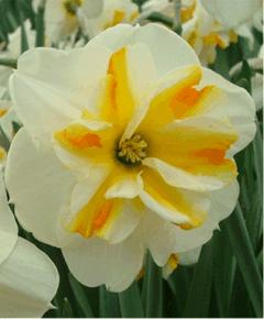 25, 20/$6.50 Narcissus Lemon Beauty A lemon-yellow, star-shaped heart and a large, ivory-white perianth.