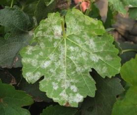 Fig. 9. Typical white downy appearance on the underside of a DM-infected leaf, consisting of masses of the pathogen s reproductive structures (sporangia).