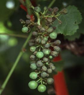Fig. 10. Leather berry symptom of downy mildew, resulting from infection through the berry stem after fruit become resistant to direct infection; note lack of typical DM spores present.