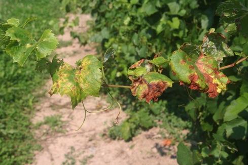 For many years, the standard fungicide test protocol on hyper-susceptible Chancellor vines at Geneva has been to start spraying about 2 to 3 weeks pre-bloom and continue through approximately 4 weeks