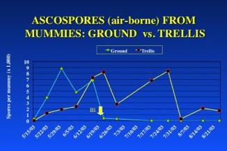 Fig. 14. Production of air-borne ascospores from black rot mummies (previous year s fruit infections) overwintered in the trellis or on the ground.