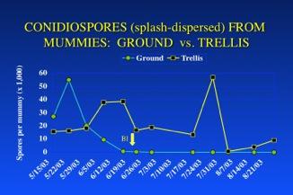 Production of splash-dispersed conidiospores from black rot mummies (previous year s fruit infections) overwintered in the trellis or on the ground.