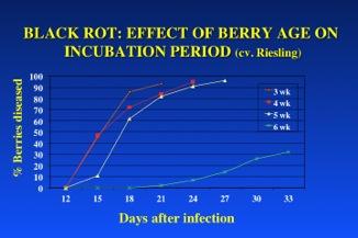 Fig. 16. Effect of Riesling berry age on the incubation period for black rot (similar for Chardonnay berries, data not shown).