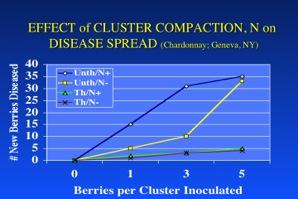 cluster were inoculated at veraison and disease was present on those initial point sources 1 wk later. Data reflect the number of additional berries to which the disease had spread by harvest.