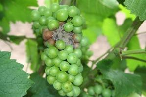 Fig. 24. Spread of Botrytis via berry-to-berry contact within a compacted cluster of Chardonnay grapes.