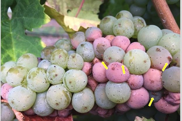 Fig. 36. Pre-harvest sour rot on cv. Riesling. Note lack of mold growth and presence of numerous Drosophila fruit flies (arrows) (photo courtesy of Megan Hall).