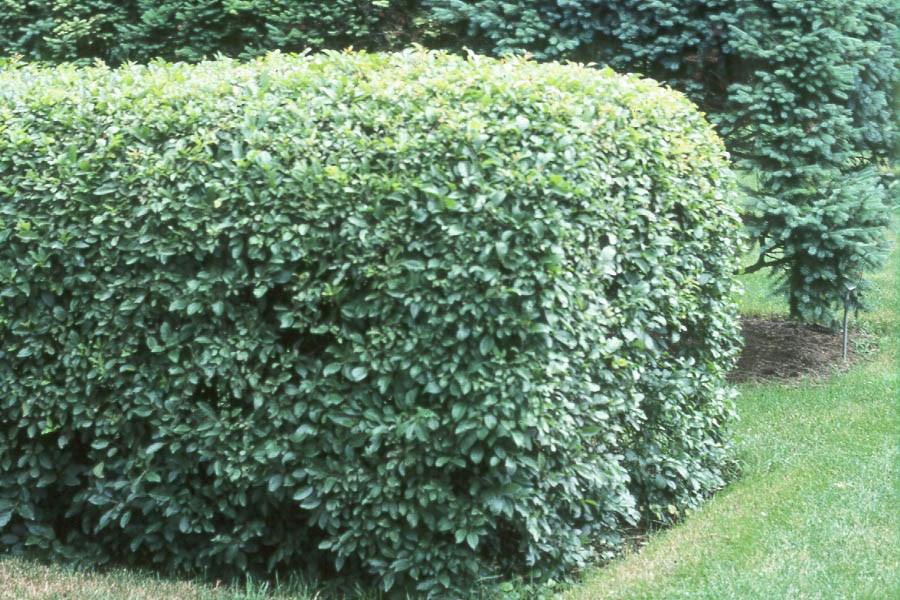 Unfortunately, they are also commonly used in residential landscaping. This guide suggests shrubs that can be planted replace invasive hedges or screens being removed.