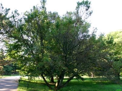 dogwood Latin: Cornus alternifolia Height: 15-25 ft Sun exposure: full sun part