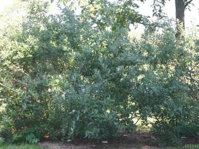 exposure: full sun maple-leaved viburnum Latin: Viburnum acerifolium Height: