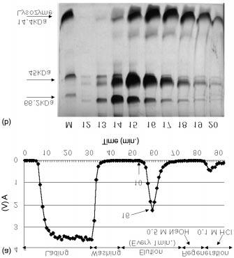 (a) Ion exchange chromatography of egg white solution (from 0 M to 1 M NaCl, elution flow rate: 4.91 cm/min.), (b) 15% SDS-PAGE of collected samples (from 0 M to 1 M NaCl, elution flow rate: 4.