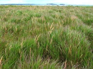 canadensis Canada Bluejoint Grass Grass/July-
