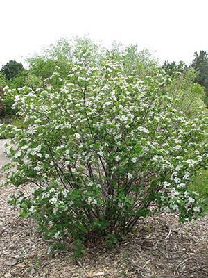 Shrubs and Native Plants (Deciduous) Image Botanical Name Common Name Description Approximate Height (meters) Aronia Black Chokeberry melanocarpa White