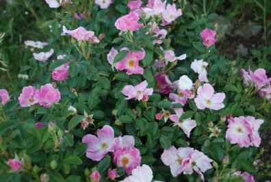 Rose blanda Meadow Rose Single, pink, fragrant blooms in May to June, few thorns with red bark 1.