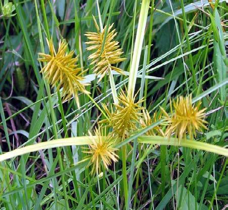 Yellow Nutsedge A perennial from rhizomes and tubers that may reach 2 1/2 feet in height.