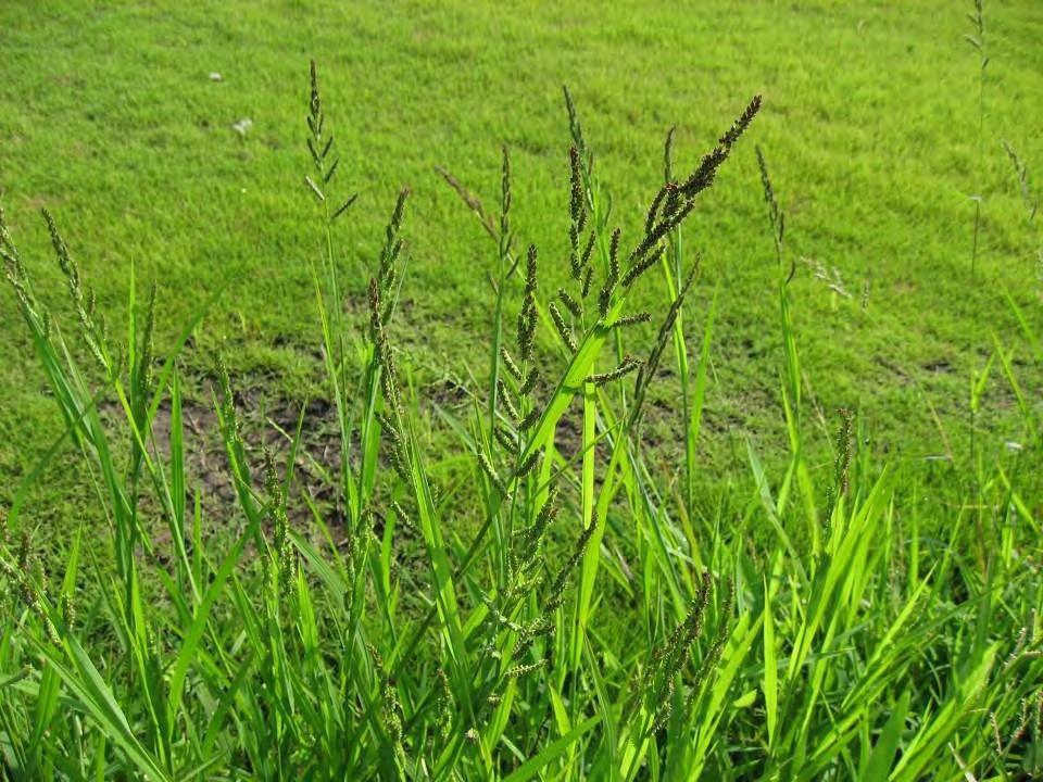 A summer annual with thick stems that may reach 5 feet in height. One of the few grass weeds in which ligules are absent.