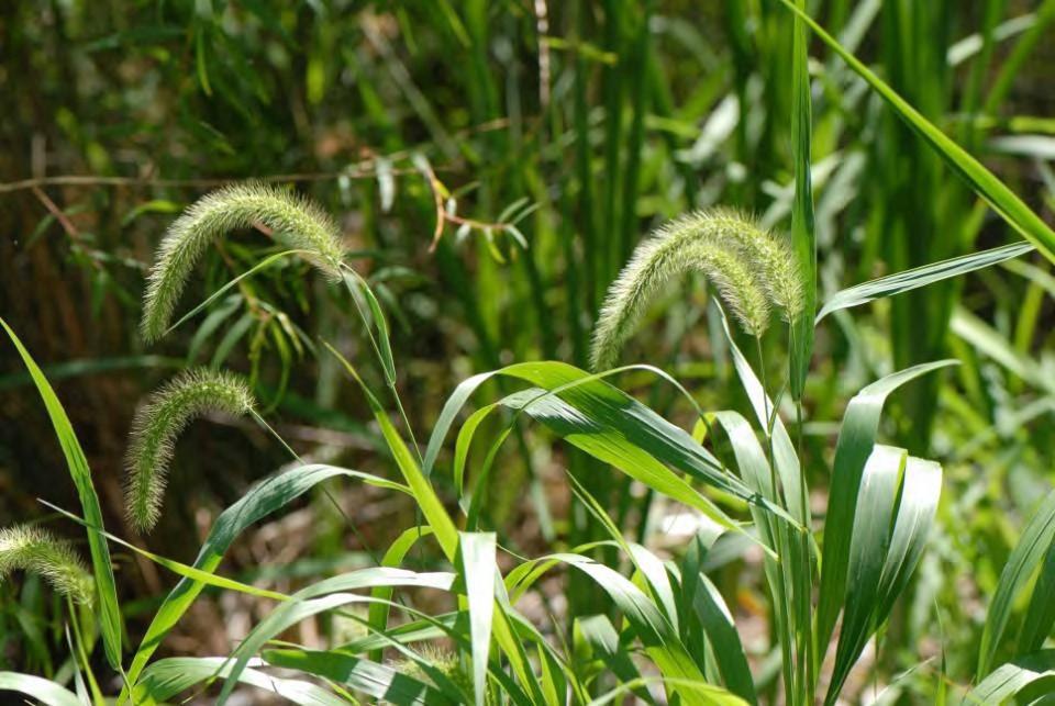 A clump-forming summer annual with a seedhead that resembles a fox s