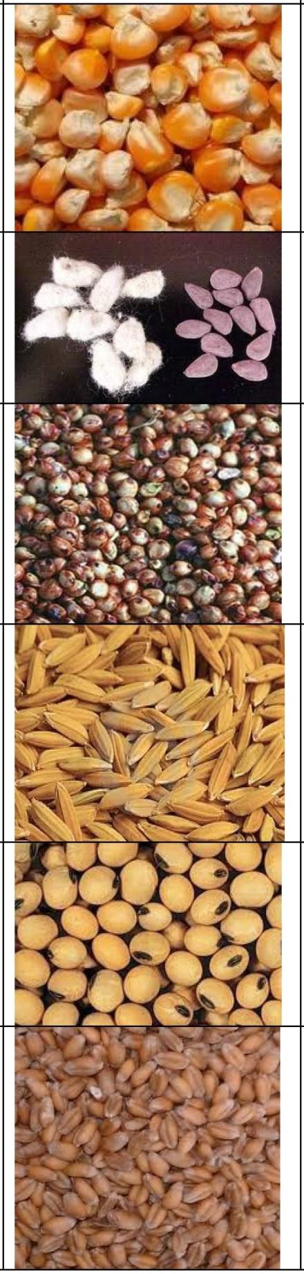 9/2017 Corn 4-H SEED IDENTIFICATION Description of Seed CROP PICTURE DESCRIPTION Large seed roughly as large as or larger than your little fingernail and 3/16 inches thick.