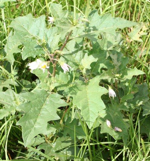 Hemp Sesbania (Coffeebean) Henbit Horsenette Erect annual, reaching 3-6 feet in height, with distinctive seed pods and showy yellow flowers.