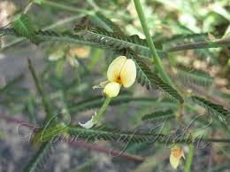 Primarily a weed of agronomic crops, landscapes, nurseries and sometimes in noncrop areas Northern jointvetch plants have