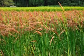 9/2017 Red Rice Ryegrass Red rice plants vary considerably.