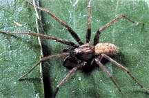 Oregon: Black Widow Hobo (Aggressive House Spider) Black Widow Aggressive
