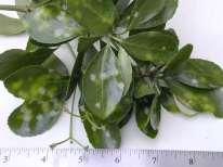 diagnosing plant problems What is