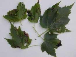 Cascade ): Leaf gall aphid (Tamalia