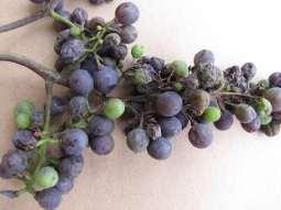 Normal Grape (Vitis sp.