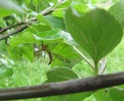 tree (Laburnum x watereri): aphids